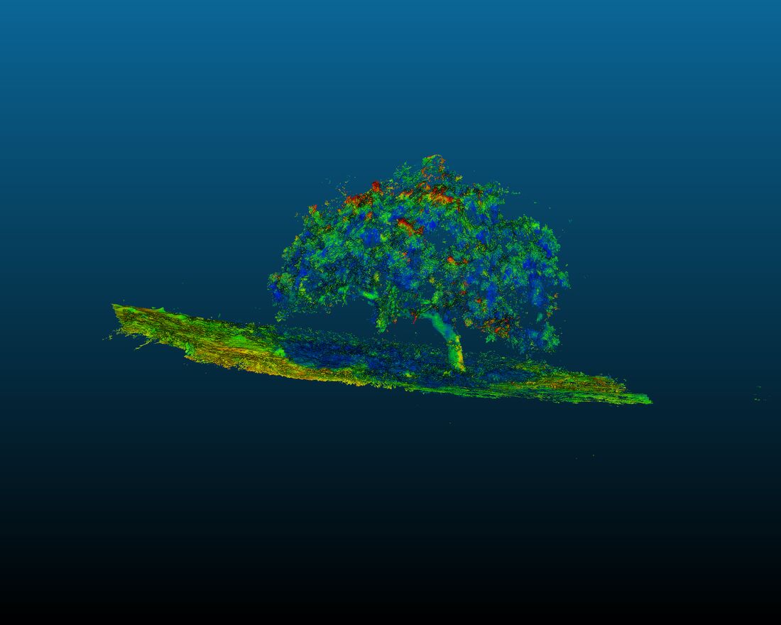 A three-dimensional reconstruction of an individual tree canopy