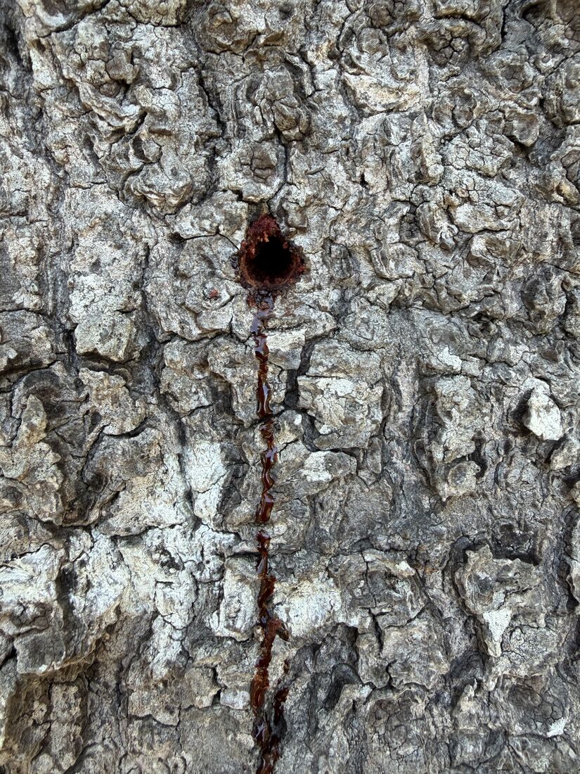 A coast live oak exuding dark sap