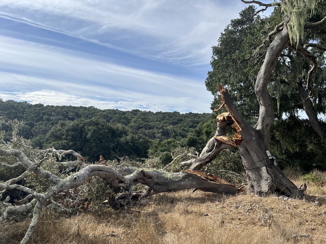 A large oak limb broken and fallen