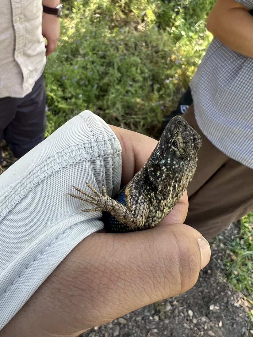 A western fence lizard held in hand