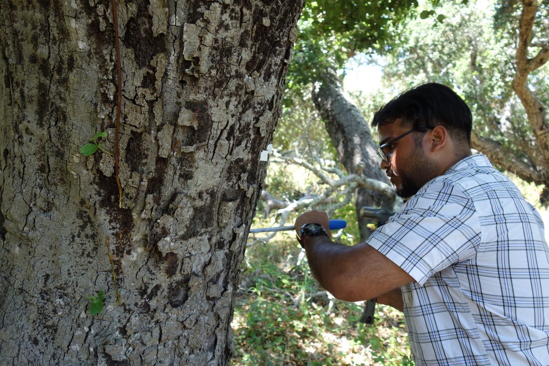 Installing sapflow sensors on a coast live oak