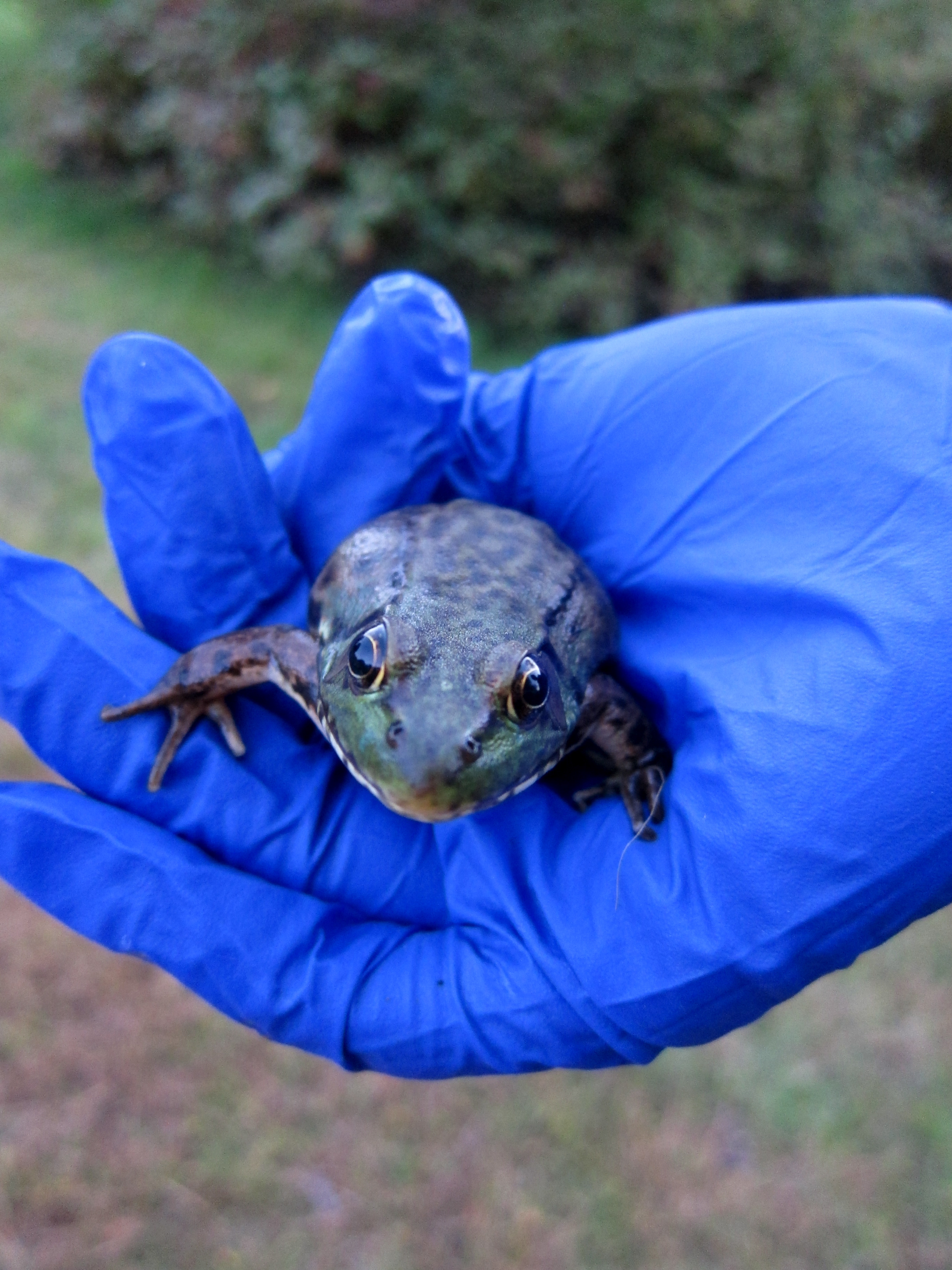 The northern green froad, in the comfort of my hand