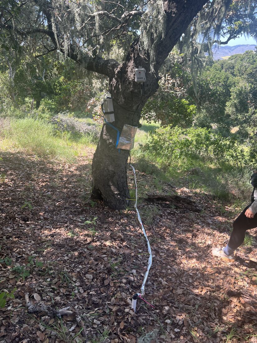 A soil moisture sensor installed in the field